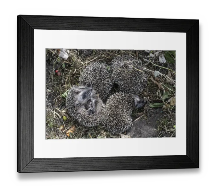 Framed Print : Young hedgehogs in a nest (Erinaceus europaeus)
