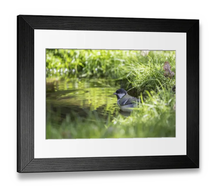 Framed Print : Great tit (Parus major), at the bird bath Framed Print : Great tit (Parus major), at the bird bath