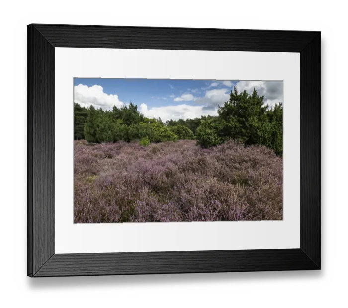 Framed Print : Heath landscape, heather (Calluna vulgaris) Framed Print : Heath landscape, heather (Calluna vulgaris)