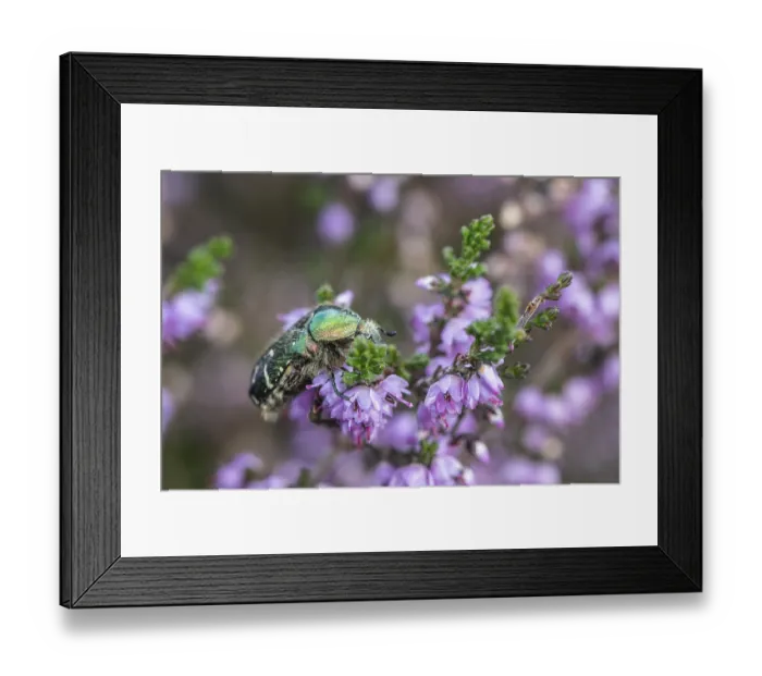 Framed Print : Rose chafer (Cetonia aurata) on heather (Calluna vulgaris) Framed Print : Rose chafer (Cetonia aurata) on heather (Calluna vulgaris)