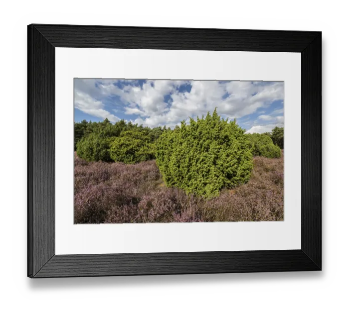 Framed Print : Heath landscape, heather (Calluna vulgaris)