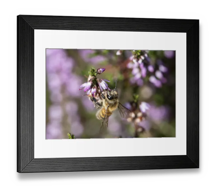 Framed Print : Honey bee (Apis mellifera) on heather (Calluna vulgaris) Framed Print : Honey bee (Apis mellifera) on heather (Calluna vulgaris)