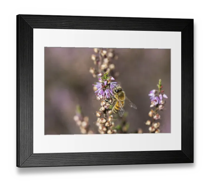 Framed Print : Honey bee (Apis mellifera) on heather (Calluna vulgaris)