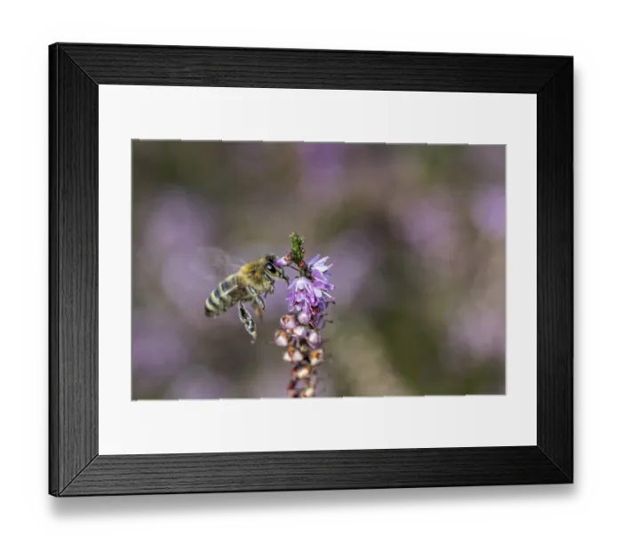 Framed Print : Honey bee (Apis mellifera) on heather (Calluna vulgaris)