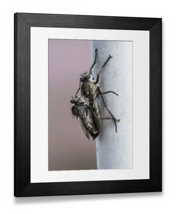 Framed Print : Tolmerus atricapillus (Tolmerus atricapillus) Framed Print : Tolmerus atricapillus (Tolmerus atricapillus)