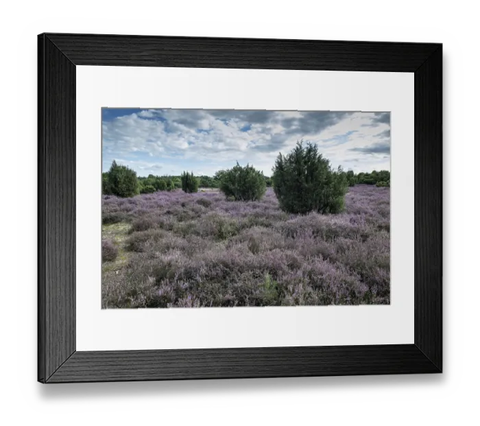 Framed Print : Heath landscape, heather (Calluna vulgaris)