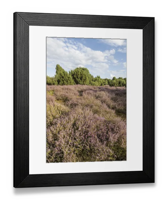 Framed Print : Heath landscape, heather (Calluna vulgaris)