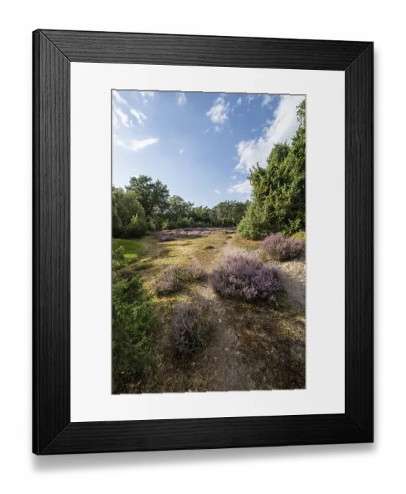 Framed Print : Heath landscape, heather (Calluna vulgaris) Framed Print : Heath landscape, heather (Calluna vulgaris)