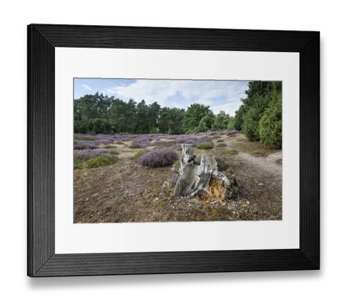 Framed Print : Heath landscape, heather (Calluna vulgaris)