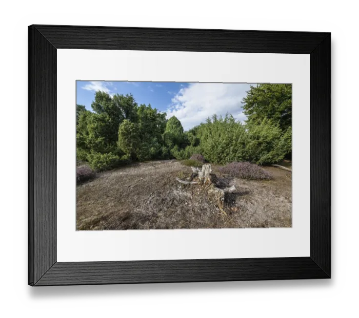 Framed Print : Heath landscape, heather (Calluna vulgaris) Framed Print : Heath landscape, heather (Calluna vulgaris)
