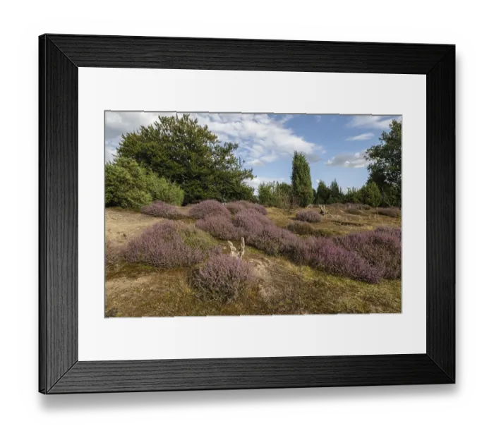 Framed Print : Heath landscape, heather (Calluna vulgaris) Framed Print : Heath landscape, heather (Calluna vulgaris)