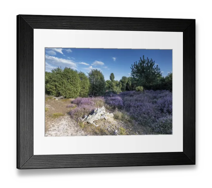 Framed Print : Heath landscape, heather (Calluna vulgaris) Framed Print : Heath landscape, heather (Calluna vulgaris)
