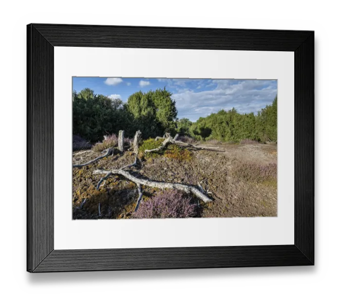 Framed Print : Heath landscape, heather (Calluna vulgaris)