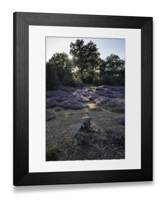 Framed Print : Heath landscape, heather (Calluna vulgaris)