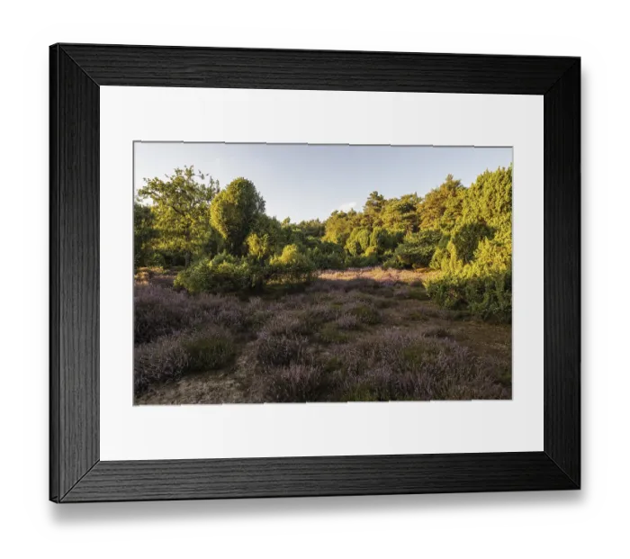 Framed Print : Heath landscape with heather (Calluna vulgaris) and juniper (Juniperus communis)