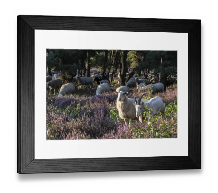 Framed Print : Bentheimer Landschafe (Ovis gmelini) and goats (Capra aegagrus f) Framed Print : Bentheimer Landschafe (Ovis gmelini) and goats (Capra aegagrus f)