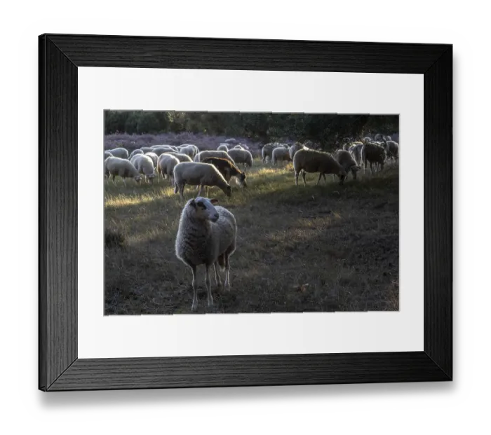 Framed Print : Bentheimer Landschafe (Ovis gmelini) and goats (Capra aegagrus f)
