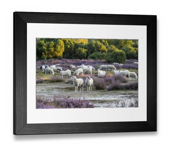 Framed Print : Bentheimer Landschafe (Ovis gmelini) and goats (Capra aegagrus f) Framed Print : Bentheimer Landschafe (Ovis gmelini) and goats (Capra aegagrus f)