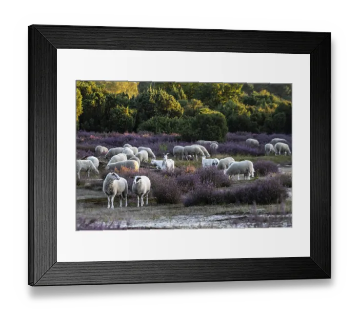 Framed Print : Bentheimer Landschafe (Ovis gmelini) and goats (Capra aegagrus f)