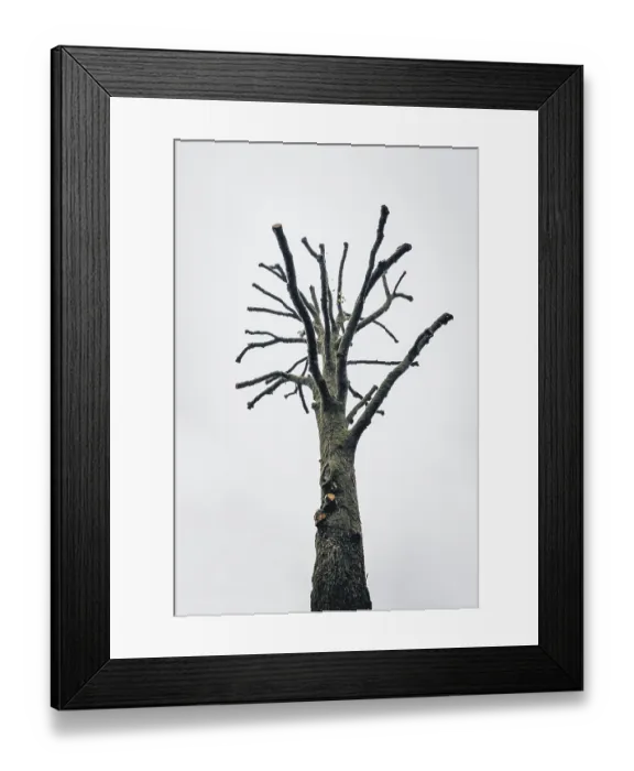 Framed Print : Dead tree, nature, climate, dryness