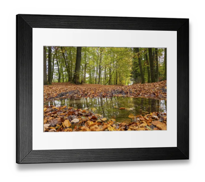Framed Print : Autumn in the forest, nature, walk