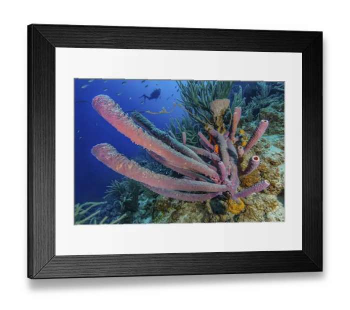 Framed Print : Colony of branched large stovepipe sponge (Aplysina archeri) Framed Print : Colony of branched large stovepipe sponge (Aplysina archeri)