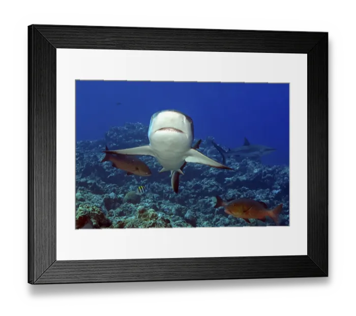 Framed Print : Underwater photo of Grey reef shark (Carcharhinus amblyrhynchos)
