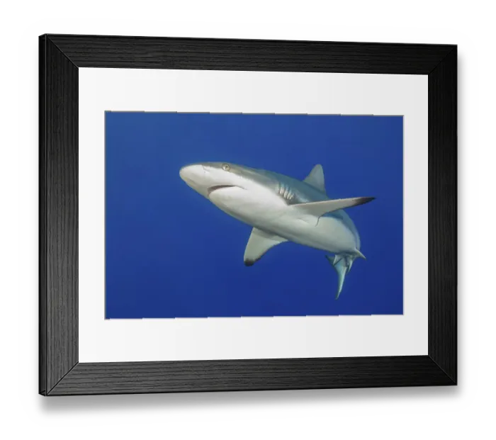 Framed Print : Underwater photo of Grey reef shark (Carcharhinus amblyrhynchos)