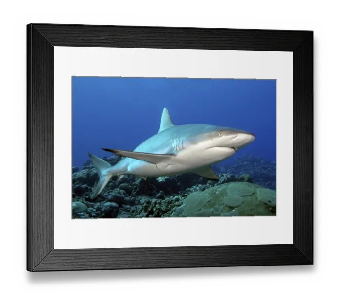 Framed Print : Underwater photo of large specimen of great Grey reef shark (Carcharhinus amblyrhynchos) Framed Print : Underwater photo of large specimen of great Grey reef shark (Carcharhinus amblyrhynchos)