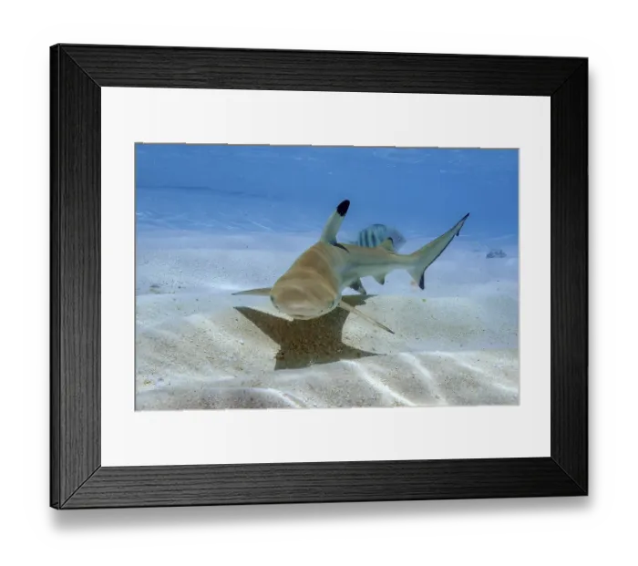 Framed Print : Juvenile blacktip reef shark (Carcharhinus melanopterus) swimming over sand in shallow lagoon off Maldives Island