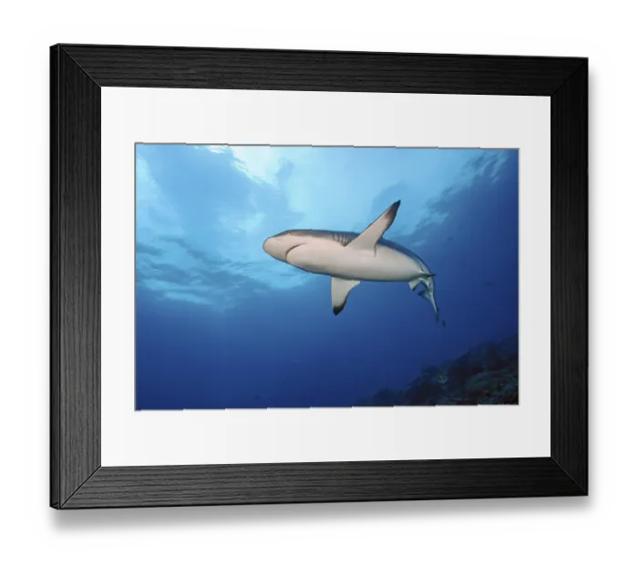 Framed Print : Underwater photo of Grey reef shark (Carcharhinus amblyrhynchos) swimming over reef edge edge of tropical coral reef Framed Print : Underwater photo of Grey reef shark (Carcharhinus amblyrhynchos) swimming over reef edge edge of tropical coral reef