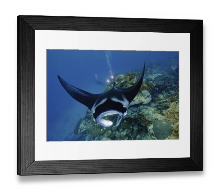 Framed Print : Underwater photo of coastal reef manta ray (Mobula alfredi)