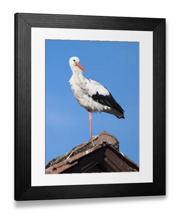Framed Print : White stork (Ciconia ciconia) standing on the roof of a house Framed Print : White stork (Ciconia ciconia) standing on the roof of a house