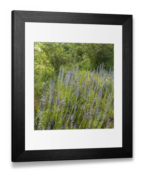 Framed Print : Viper's bugloss (Echium vulgare)