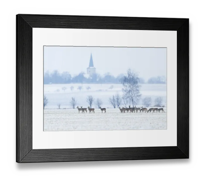 Framed Print : Roe deer (Capreolus capreolus) a group