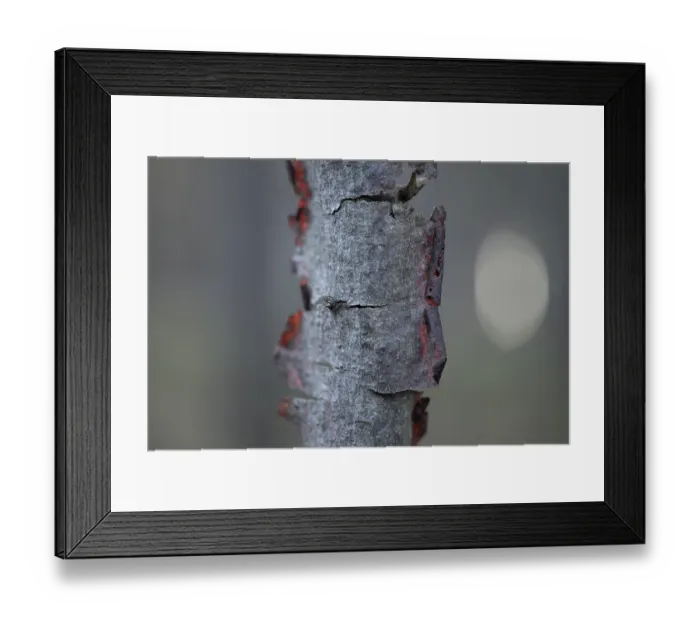 Framed Print : Buckthorn (Rhamnus frangula), dead trunk Framed Print : Buckthorn (Rhamnus frangula), dead trunk
