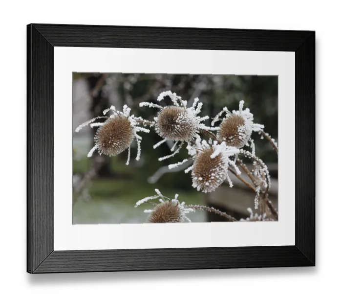 Framed Print : Wild teasel (Dipsacus fullonum) Framed Print : Wild teasel (Dipsacus fullonum)