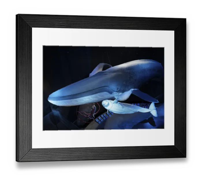 Framed Print : Blue whale (Balaenoptera musculus) and beluga whale Framed Print : Blue whale (Balaenoptera musculus) and beluga whale