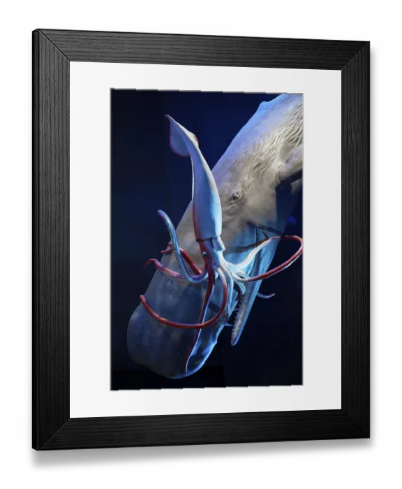 Framed Print : Sperm whale (Physeter macrocephalus captures giant squid (Architheutis dux) Framed Print : Sperm whale (Physeter macrocephalus captures giant squid (Architheutis dux)