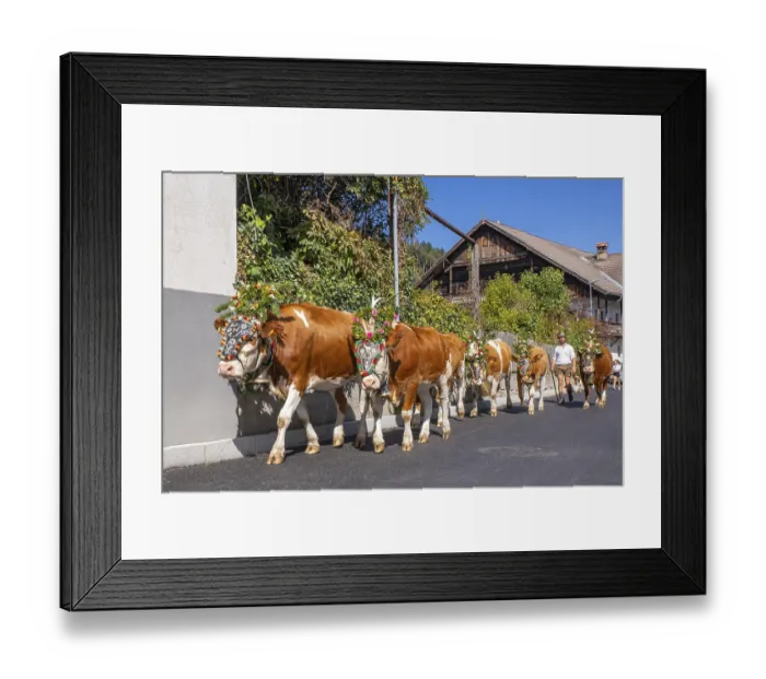Framed Print : Alpine pasture descent through the village of Terfens Framed Print : Alpine pasture descent through the village of Terfens