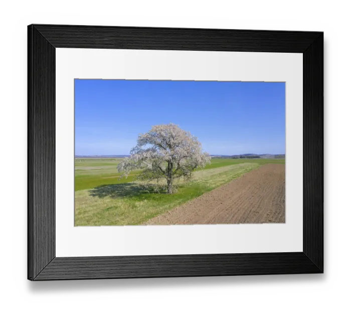 Framed Print : Wild cherry, sweet cherry, gean (Prunus avium) Framed Print : Wild cherry, sweet cherry, gean (Prunus avium)