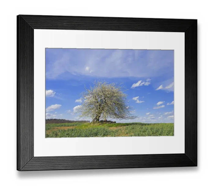 Framed Print : Wild cherry, sweet cherry, gean (Prunus avium)