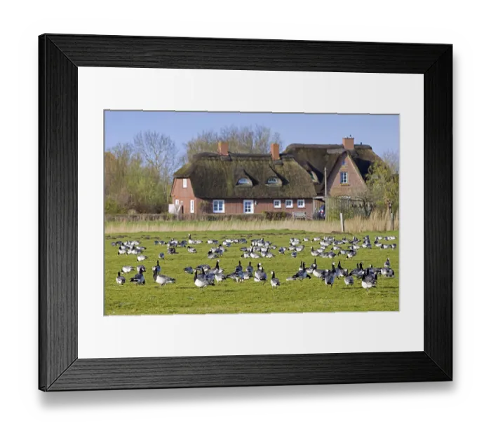 Framed Print : Flock of barnacle geese (Branta leucopsis) foraging in field