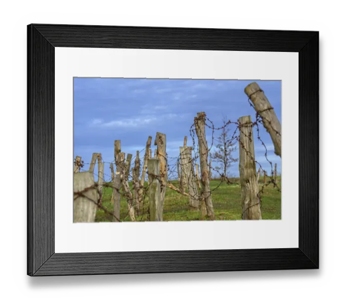 Framed Print : Reconstructed World War One trench wire obstacles showing barbed wire