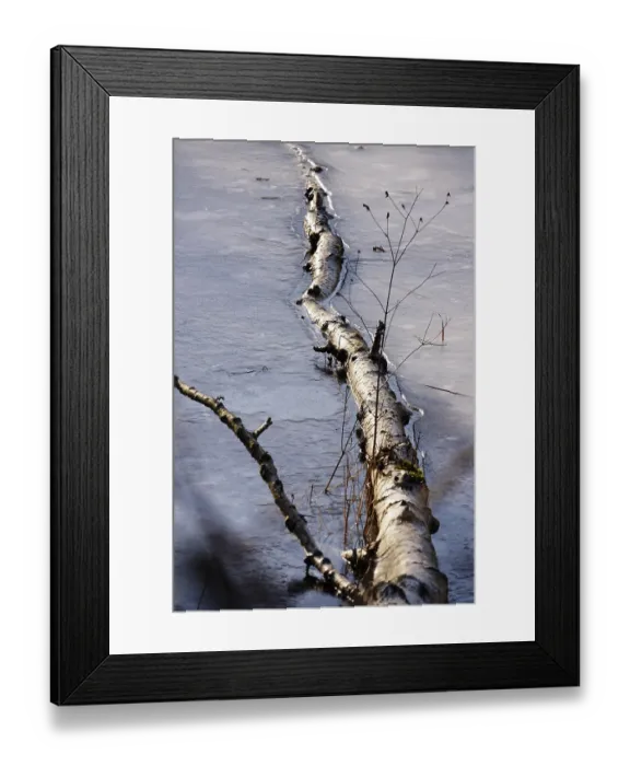 Framed Print : Fallen birch, ice, winter, Germany