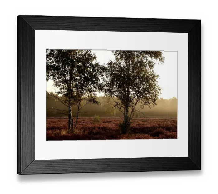Framed Print : Morning atmosphere in a heath landscape Framed Print : Morning atmosphere in a heath landscape