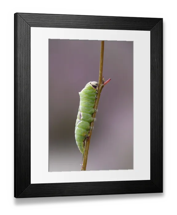 Framed Print : Puss moth caterpillar, summer, Germany Framed Print : Puss moth caterpillar, summer, Germany