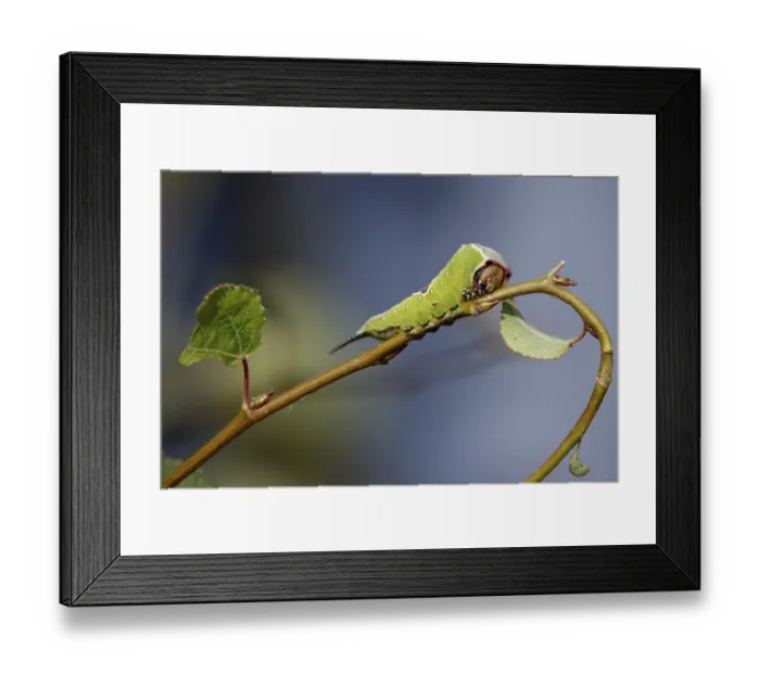 Framed Print : Puss moth caterpillar, summer, Germany Framed Print : Puss moth caterpillar, summer, Germany