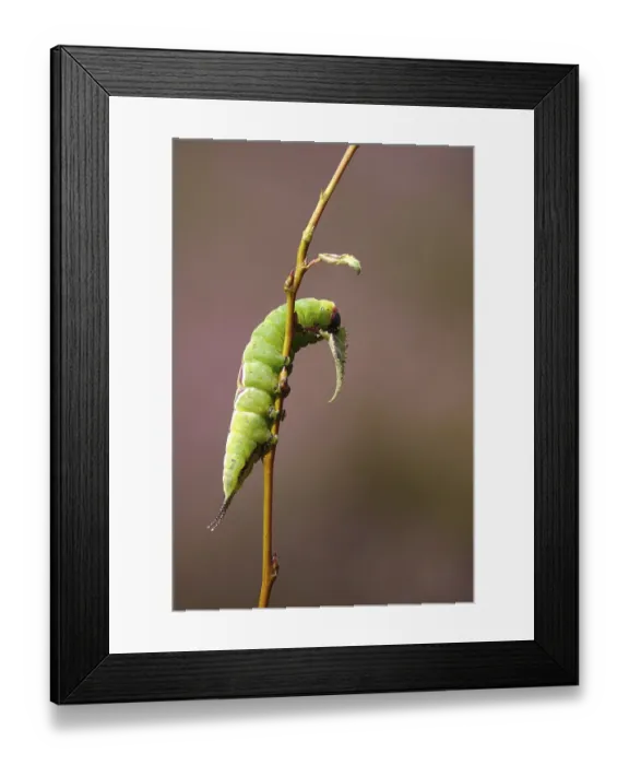 Framed Print : Puss moth caterpillar, summer, Germany Framed Print : Puss moth caterpillar, summer, Germany