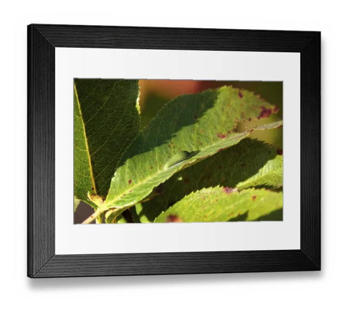 Framed Print : Caterpillar of the sail butterfly, summer, Germany